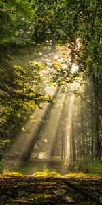 Grass,Beams,Rays,Path,Nature,Trees,Forest