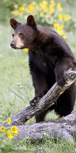 Animales,Flores,Soportar,Oso,Escalada,Ascensión,Hierba