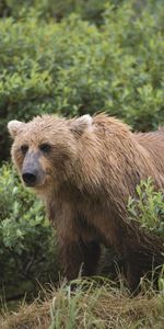 Animaux,Démarche,Herbe,Ours