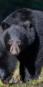 Animaux,Herbe,Énorme,Flâner,Promenade,Ours