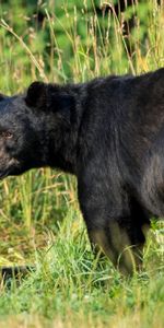 Grass,Bear,Predator,American Black Bear,Animals