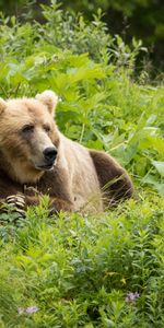 Hierba,Soportar,Oso,Depredador,Oso Pardo,Animales,Oso Café