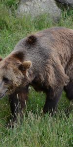 Animales,Hierba,Soportar,Oso,Paseo