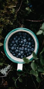 Grass,Berry,Mug,Food,Leaves,Bilberries,Cup