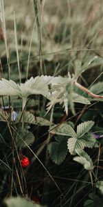 Grass,Berry,Nature,Strawberry,Wild Strawberries