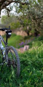 Herbe,Bicyclette,Arbres,Sport