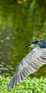 Animaux,Herbe,Balayer,Vol,Oiseau,Vague