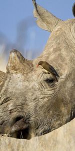 Grass,Bird,Head,Profile,Horn,Animals,Rhinoceros