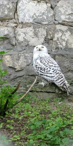 Grass,Bird,Predator,Animals,Stones,Owl