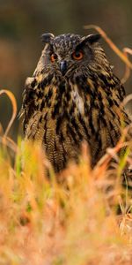 Grass,Bird,Predator,Wildlife,Animals,Owl