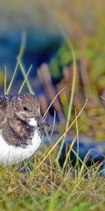 Herbe,Bécasseau,Animaux,Oiseau