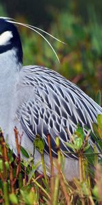 Grass,Bird,Sit,Color,Yellow Heron,Yellow Crowned,Night Heron,Animals,Feather