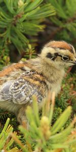 Animales,Hierba,Pájaro,Sentarse,Enclavado,Polluelo