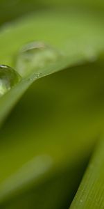 Grass,Blur,Smooth,Dew,Drops,Macro