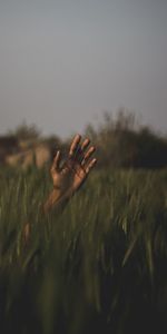 Grass,Blur,Smooth,Nature,Hand,Field