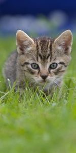 Flou,Vue,Herbe,Minou,Lisse,Opinion,Animaux,Chaton