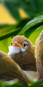 Grass,Branch,Animals,Leaves,Birds