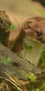 Grass,Branches,Climb,Ermine,Animals