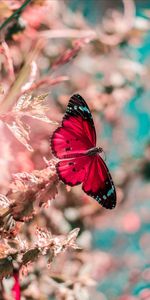 Grass,Bright,Insect,Macro,Wings,Butterfly