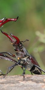 Scarabées,Macro,Paire,Herbe,Insecte,Coupler