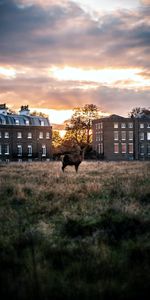 Grass,Building,Miscellanea,Miscellaneous,Horns,Sunset,Deer