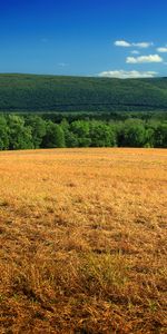 Grass,Bush,Dry,Hill,Nature,Field