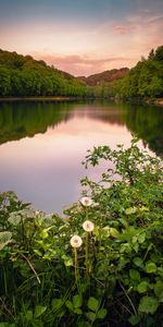 Nature,Herbe,Réflexion,Forêt,Buissons,Lac