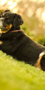 Grass,Chair,To Lie Down,Lie,Dog,Muzzle,Animals