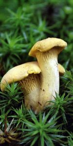 Herbe,Chanterelles,Comestible,Mangeable,Renards,Nature