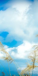 Grass,Clouds,Ears,Spikes,Nature,Sky