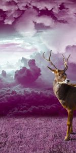 Animales,Hierba,Nubes,Ciervo,Photoshop