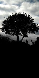 Grass,Clouds,Silhouette,Wood,Tree,Nature,Night