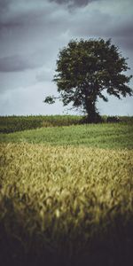 Grass,Clouds,Wood,Tree,Glade,Nature,Polyana