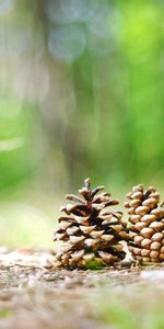 Grass,Cones,Macro,Forest