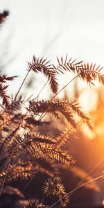 Grass,Cones,Macro,Shine,Light,Spikelets,Plants