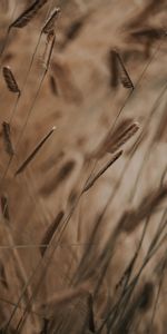 Grass,Cones,Macro,Stems,Spikelets,Plants