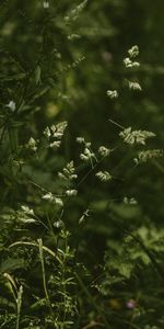 Grass,Cones,Macro,Wild,Stems,Spikelets,Plants