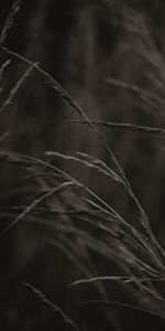 Grass,Cones,Plant,Macro,Spikelets