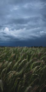 Grass,Cones,Vegetation,Nature,Field,Spikelets