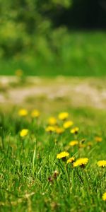 Grass,Dandelions,Glade,Nature,Polyana