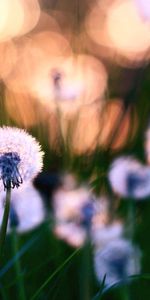 Grass,Dandelions,Macro,Field,Fluff,Flowers,Fuzz