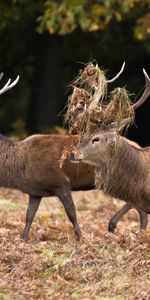 Herbe,Forêt,Paire,Une Famille,Famille,Coupler,Cerfs,Animaux