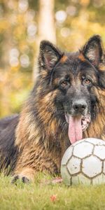 Grass,Dog,Ball,Animals