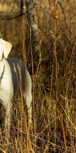 Animales,Hierba,Perro,Campo,Amigo,Un Amigo,Otoño