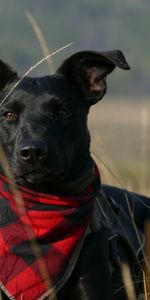 Grass,Dog,Muzzle,Handkerchief,Kerchief,Animals