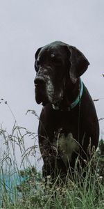 Grass,Dog,Muzzle,Mastiff,Great Dane,Animals