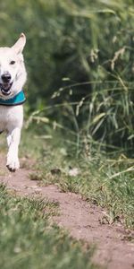 Animales,Hierba,Camino,Perro,Sendero,Correr,Huir