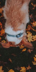 Grass,Dog,Pet,Animals,Autumn,Leaves