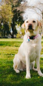 Herbe,Animal Domestique,Labrador Retriever,Opinion,Animaux,Vue,Chien