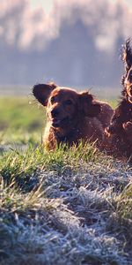 Grass,Dog,Play,Animals,Field,Puppies